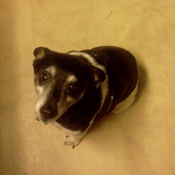 Meet your Posher, Maggie - Picture 1 of 1